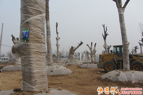 大树移栽如何提高成活率 绿化工程的关键技术与措施