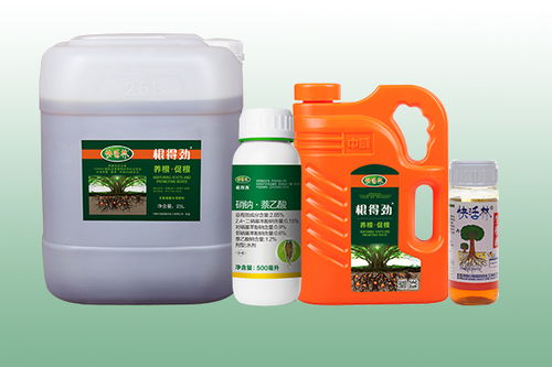 桂花树的养护与施肥指南 助力绿化工程中茁壮成长