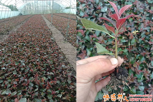 绿化工程中扦插育苗生根剂的选择与推荐