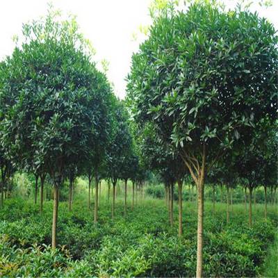 大叶女贞 绿化工程中的优选景观树苗