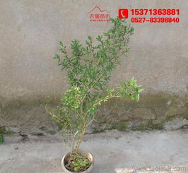 金边六月雪 60厘米高大苗批发供应，绿化工程优选苗木