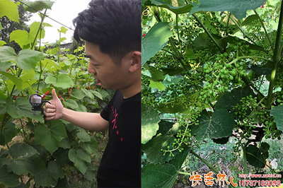 葡萄萌芽期管理 绿化工程中生根剂的选用指南