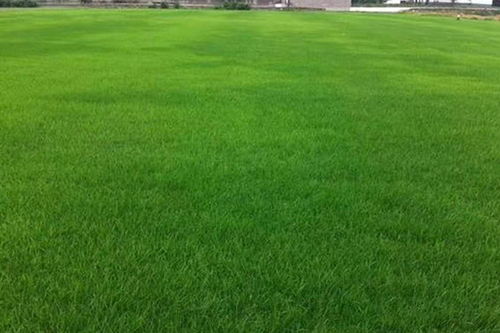 草坪科学养护指南 修剪与矮化剂使用建议