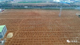 渑池国土绿化步伐坚实 十大林业精品工程亮点纷呈