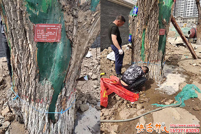 绿化工程中树木营养液的购买渠道与注意事项