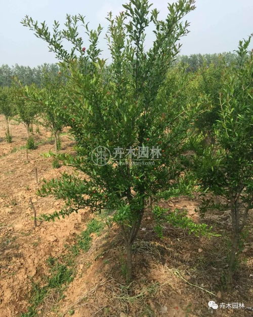 花石榴花在北方能否安全越冬及园林绿化应用