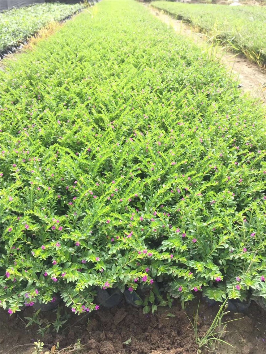 定州市园林工程绿化专用苗满天星 价格实惠，基地直销，助力绿化工程