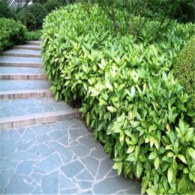 洒金珊瑚 庭院景观耐阴植物的理想选择