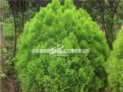 洒金柏苗木供应及其在绿化工程中的应用与价格指南